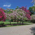 Crepe Myrtle Landscaping
