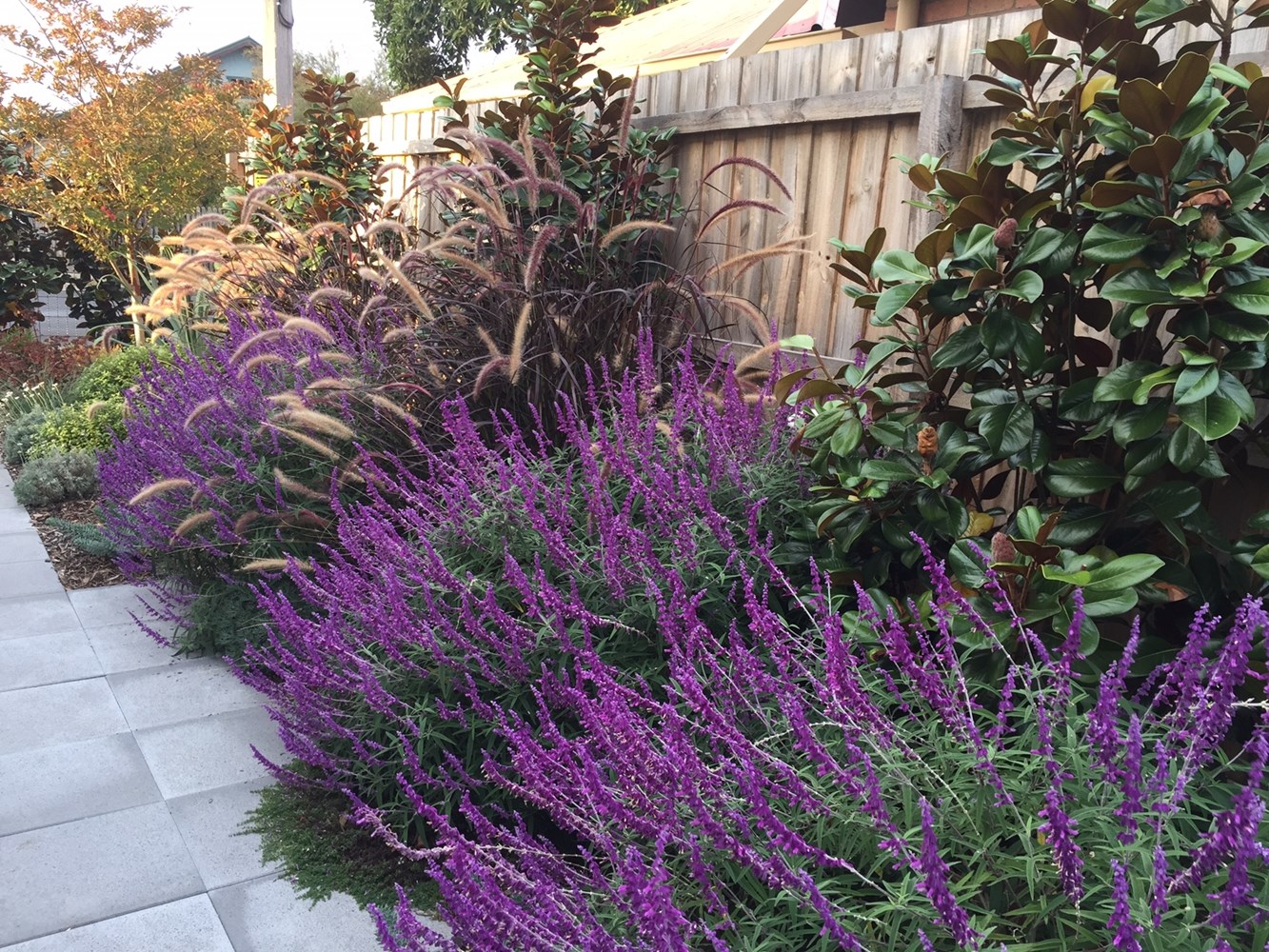 Salvia Plant Landscaping